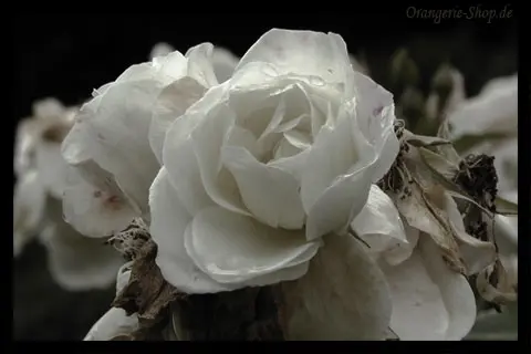 Image from Sally