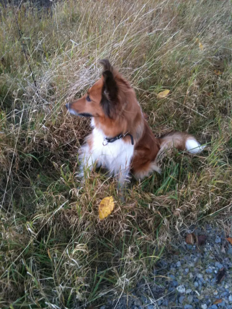 Condolence image of Katharina mit Merle im Herzen