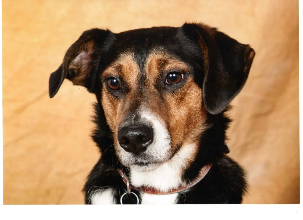 Condolence image of Cornelia