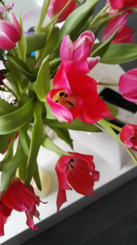 Condolence image of Petra