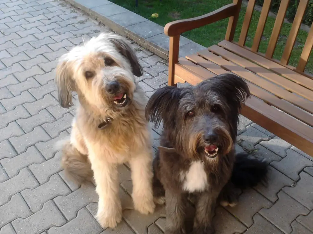 Condolence image of Frauchen