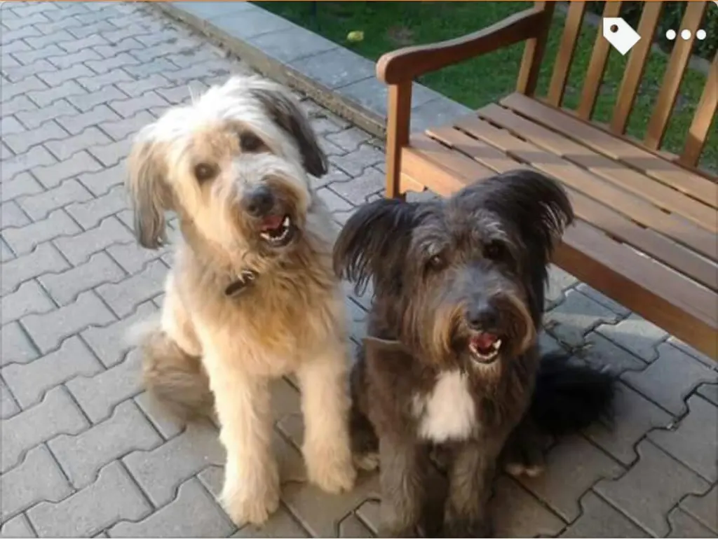 Condolence image of Lilli