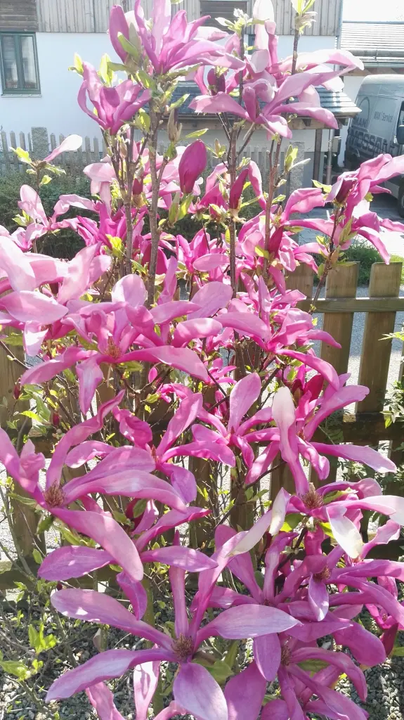 Condolence image of Petra