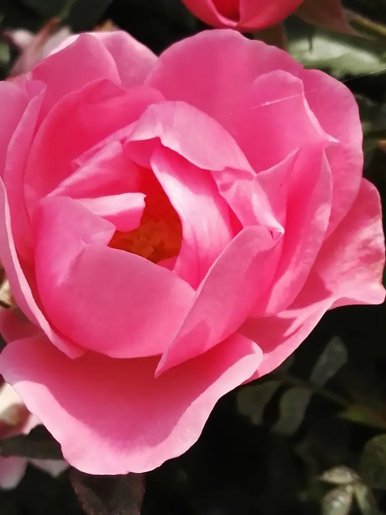 Condolence image of Petra