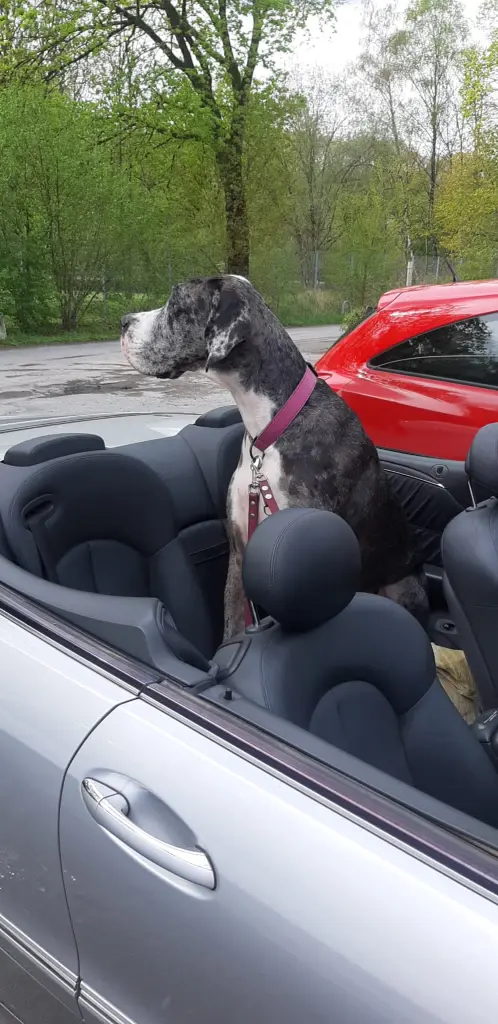 Andachtsbild von Harald