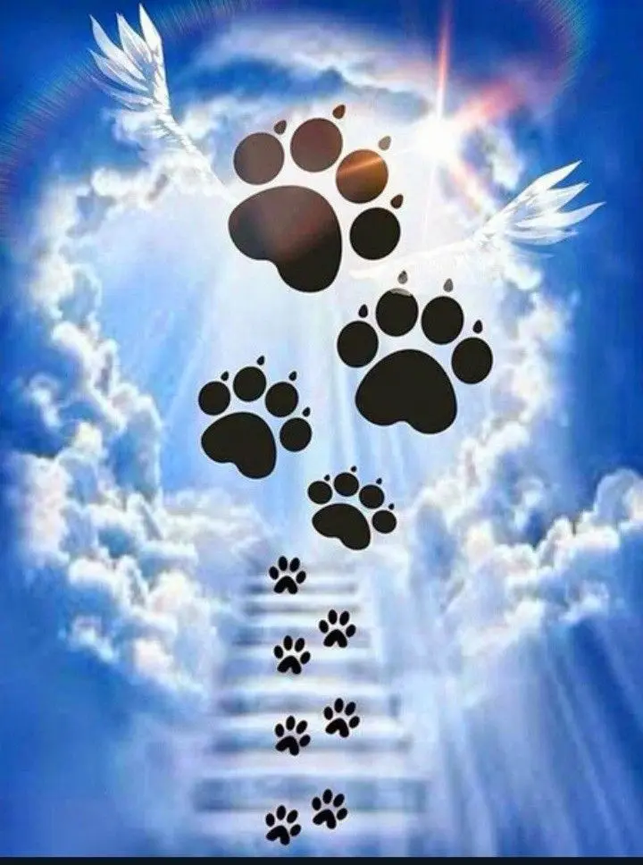 Condolence image of Manuela mit Fiby im Herzen ❤️ 