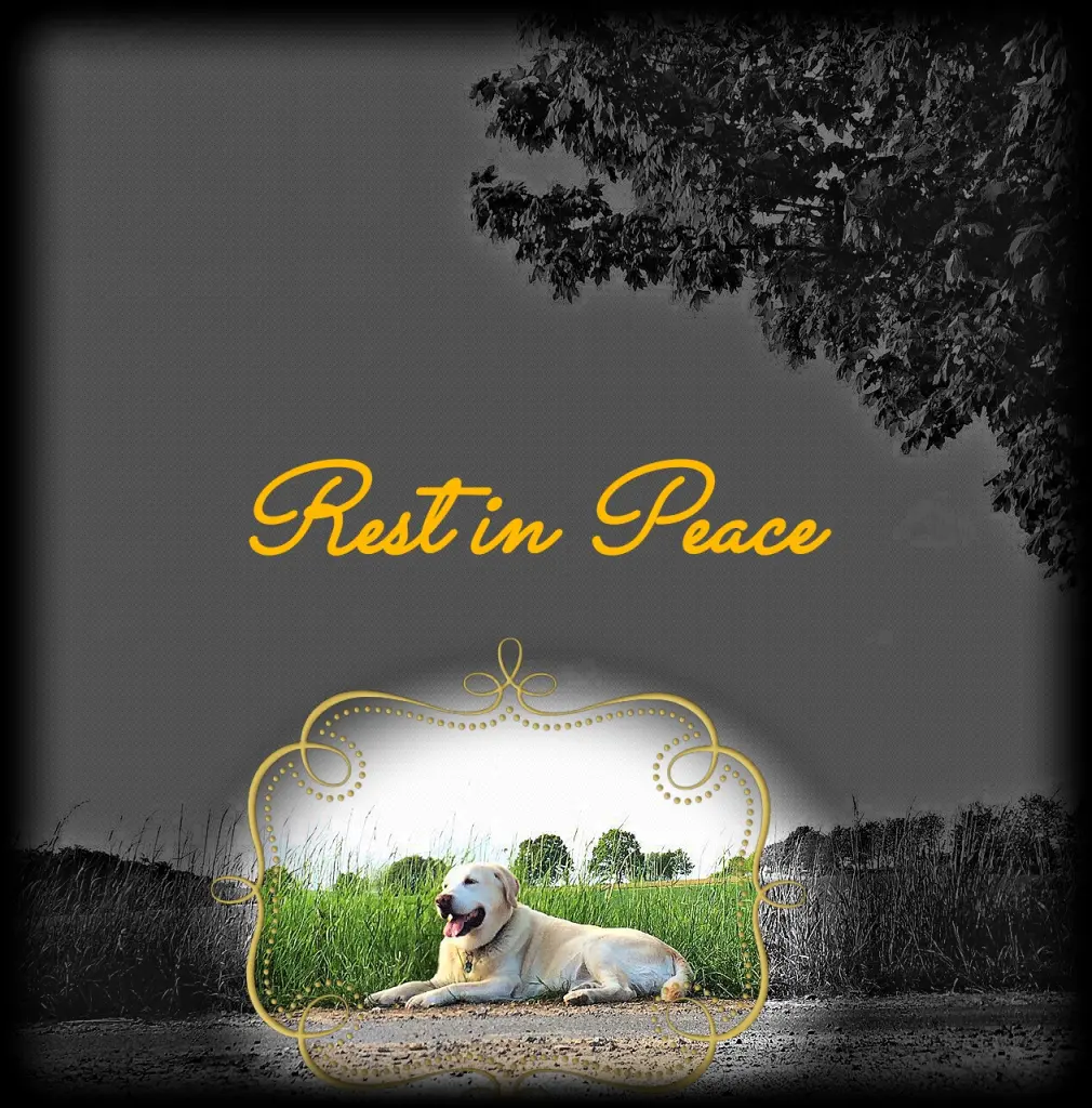 Image from Dasty