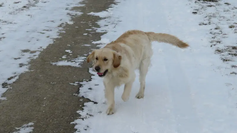 Andachtsbild von Peter