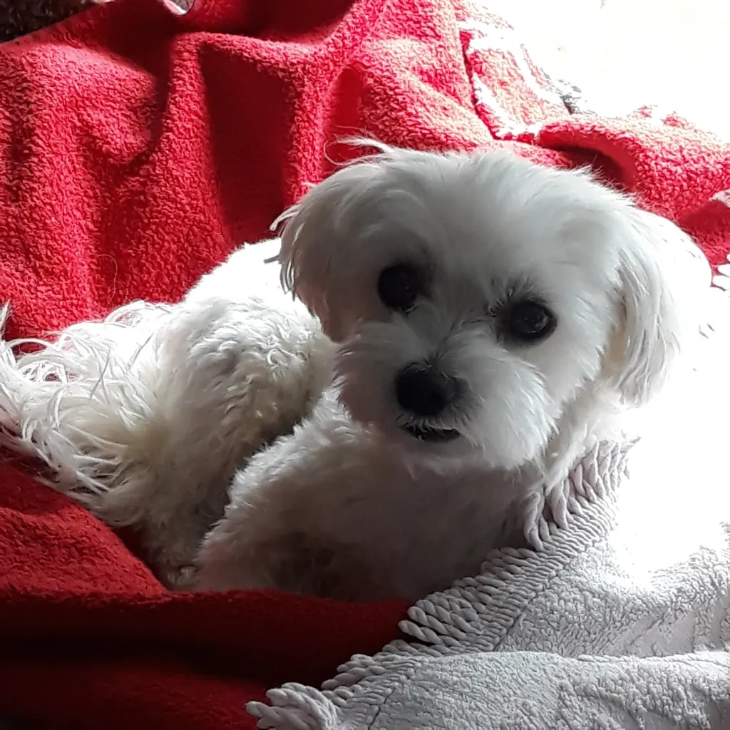 Andachtsbild von Annette