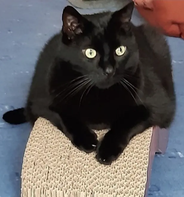 Andachtsbild von Petra