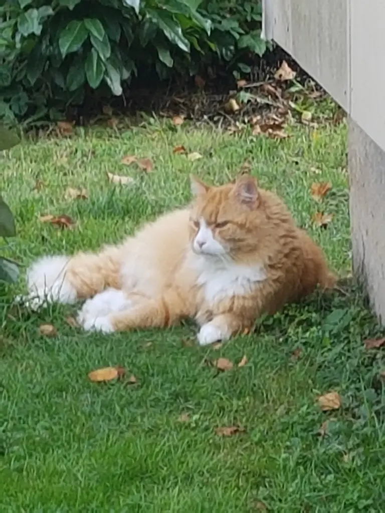 Image from Garfield 