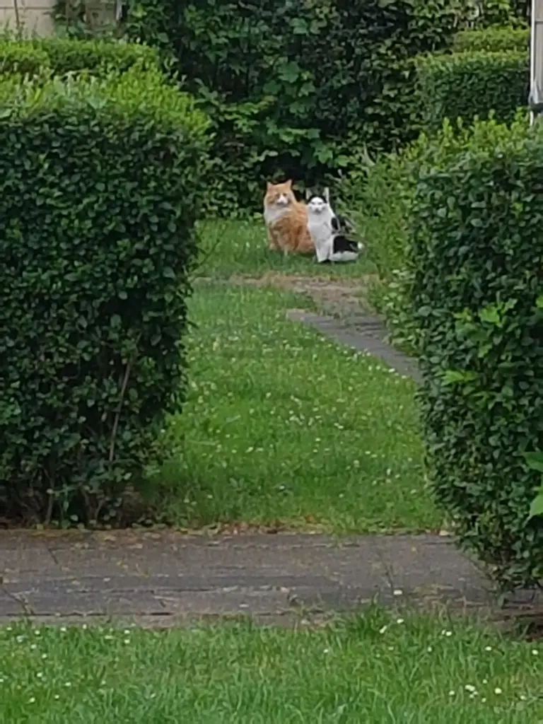 Image from Garfield 