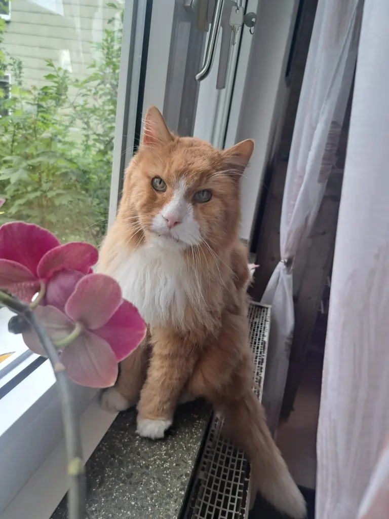 Image from Garfield 