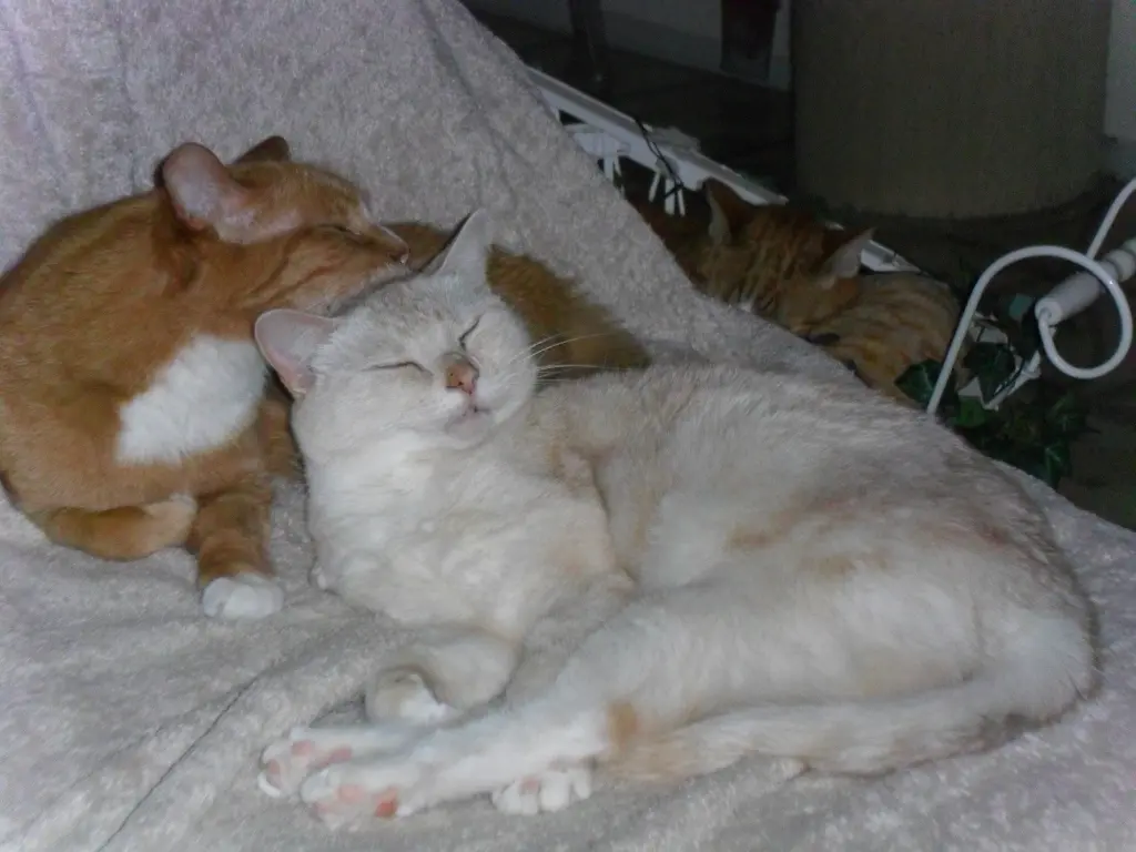 Andachtsbild von Beate mit Elvis im Herzen ❤