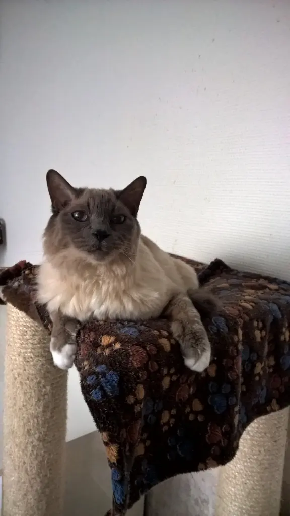 Image from Gismo