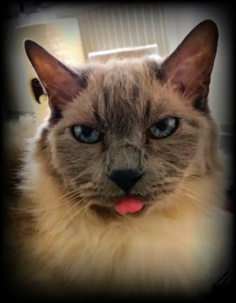 Image from Gismo