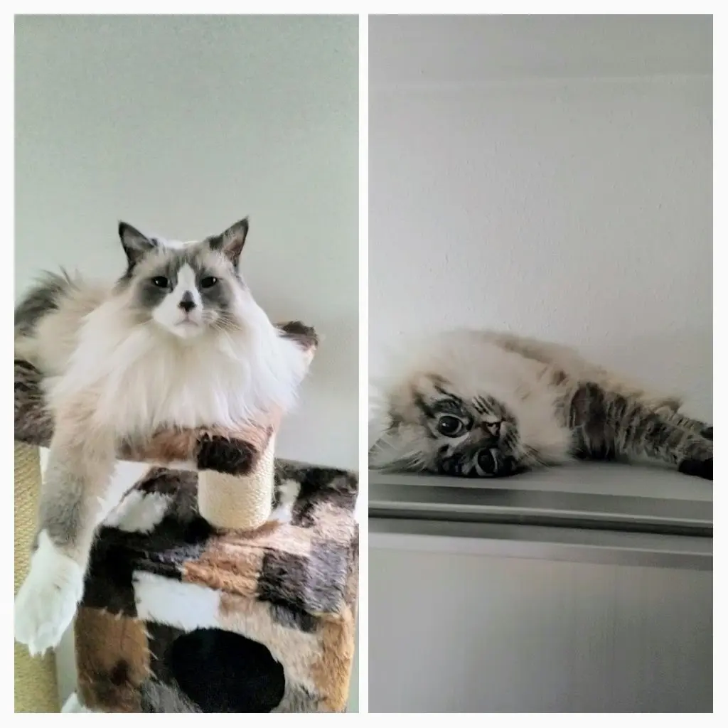 Image from Gismo