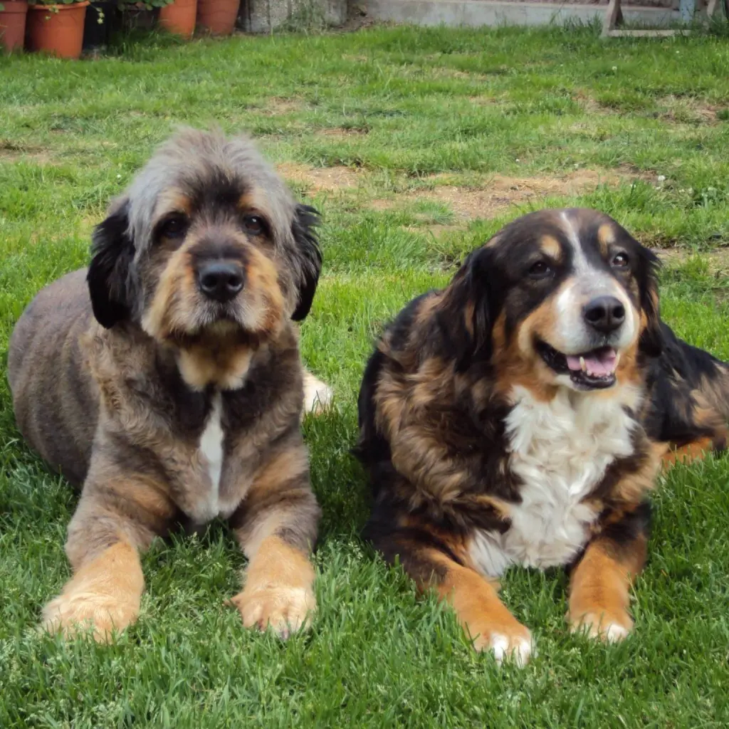 Image from Dina und Alice