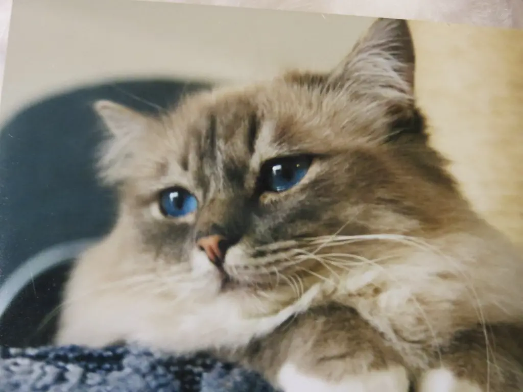 Condolence image of Uschi mit Seelenkater Merlin