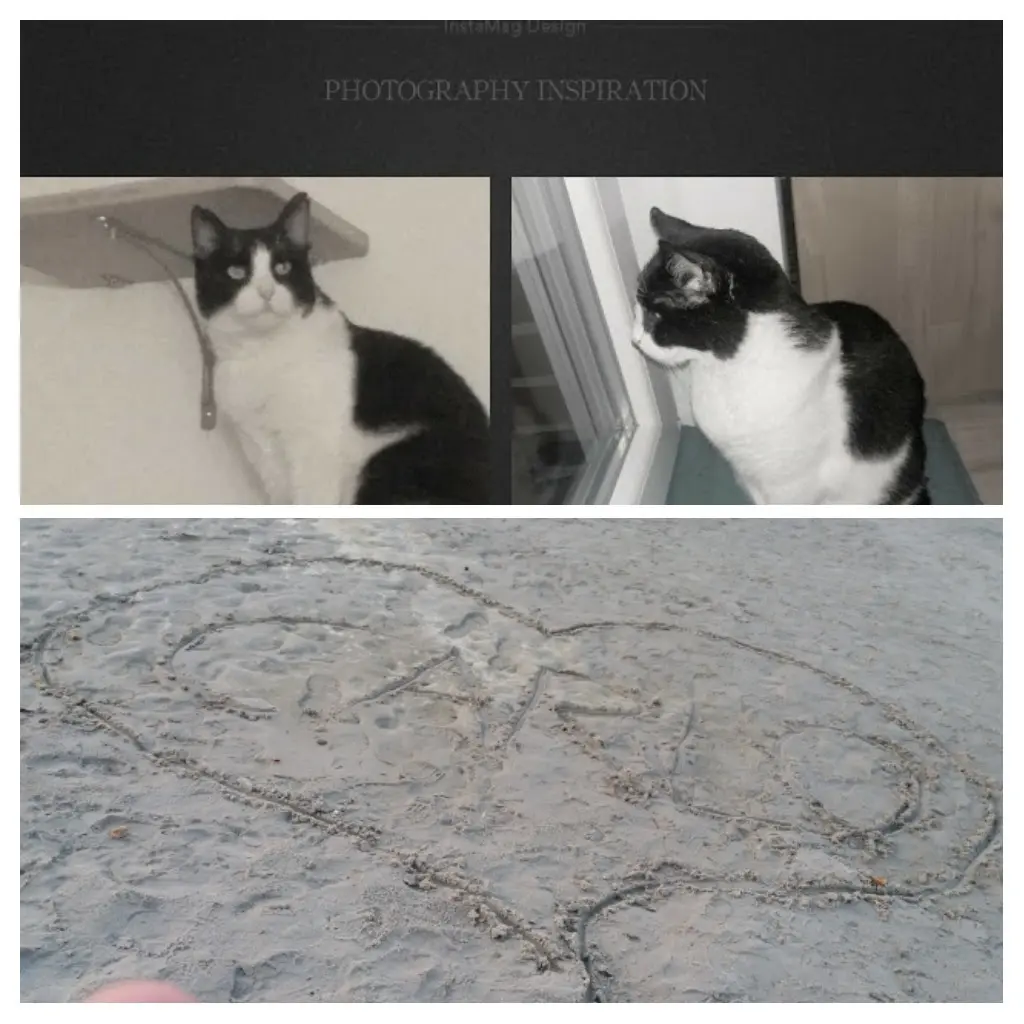 Condolence image of Monika mit Seelenkater Carlo tief im Herzen gestorben am 10. Juli 2017