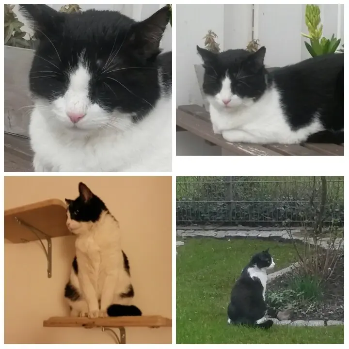 Condolence image of Monika mit Seelenkater Carlo tief im Herzen gestorben am 10. Juli 2017