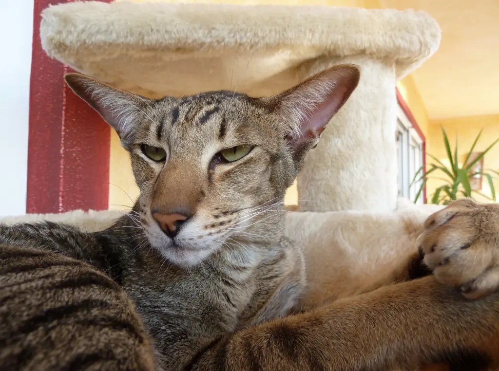 Condolence image of Verona Angelika Ausmann 