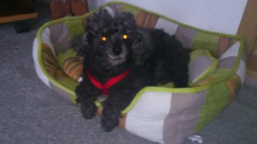 Image from Kleine Blacky
