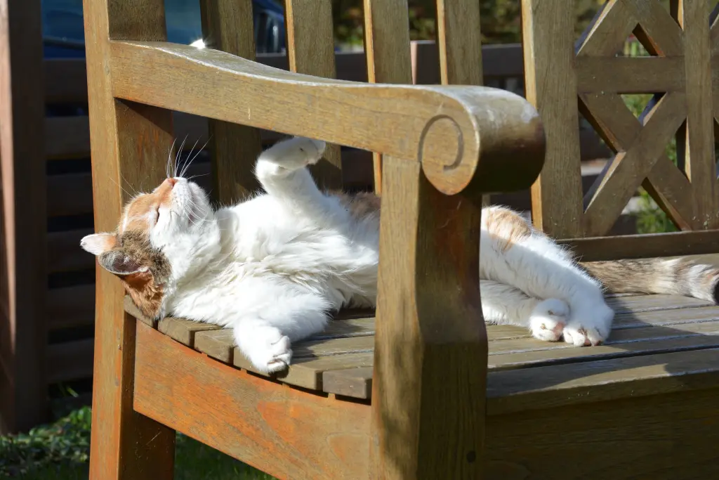 Condolence image of Sabine mit Mimmi im Herzen