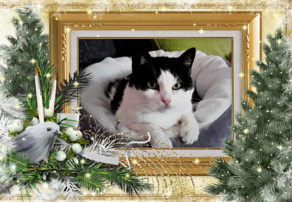 Condolence image of Klaudia mit Misiu❤❤❤Ganz Tief im Herzen❤