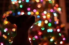 Condolence image of Post von Nelly und ihren Freunden, Regenbogenland