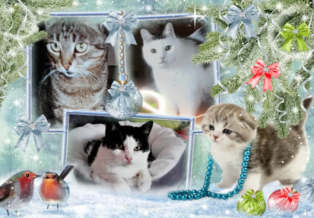 Condolence image of Klaudia mit Misiu❤❤❤Ganz Tief im Herzen❤