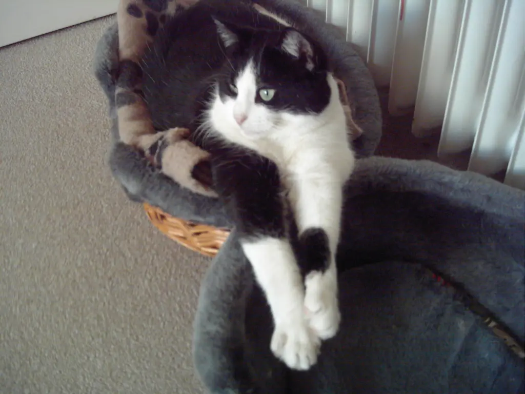 Condolence image of Ilse mit Gismo, Fee und Minna tief im Herzen