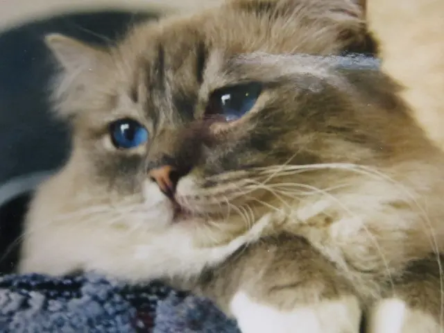 Condolence image of Uschi mit Seelenkatzen Jojo und Merlin