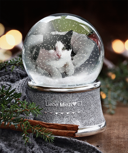 Condolence image of Liebe Miezi❤️