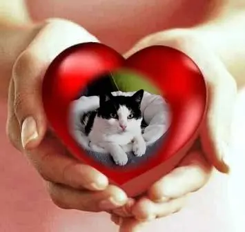 Condolence image of Sonntags Rosen❤️fur Liebe Miezi❤️