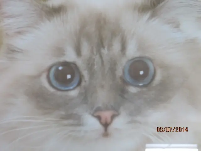 Condolence image of Uschi mit Seelenkatze Jojo und Merlin