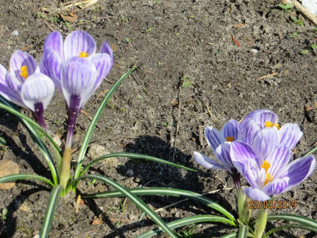 Condolence image of Uschi miT Seelenkatzen Jojo und Merlin