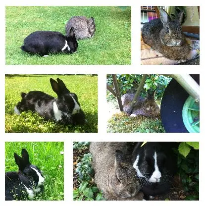 Condolence image of Eine Sonntagsrose für Miezi 