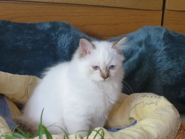 Condolence image of Uschi mit Seelenkatzen Jojo und Merlin