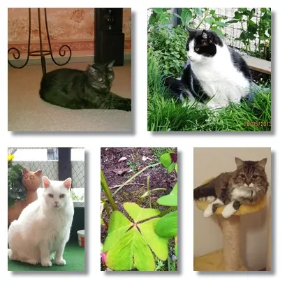 Condolence image of Ilse mit Jule, Gismo, Fee und Minna tief im Herzen