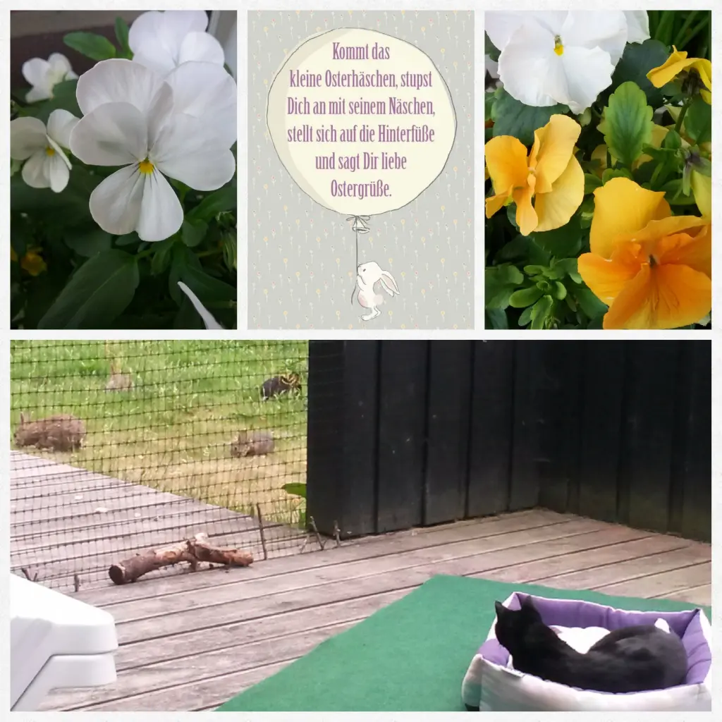 Condolence image of Anja mit Joy im Herzen ❤