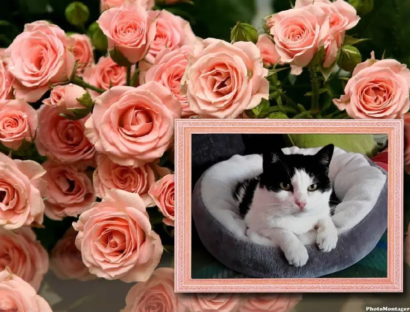 Condolence image of ❤️❤️❤️