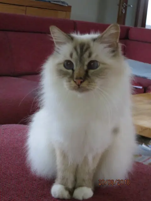 Condolence image of Uschi mit Seelenkatzen Jojo und Merlin