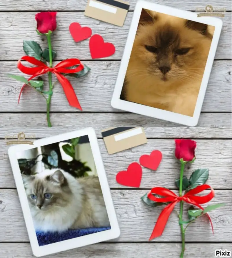 Condolence image of Uschi mit Seelenkatzen Joj und Merlin