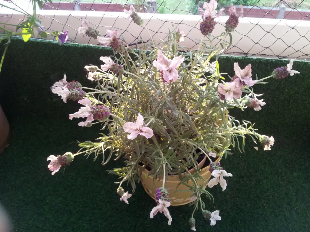 Condolence image of Ilse mit Jule, Gismo, Fee und Minna tief im Herzen