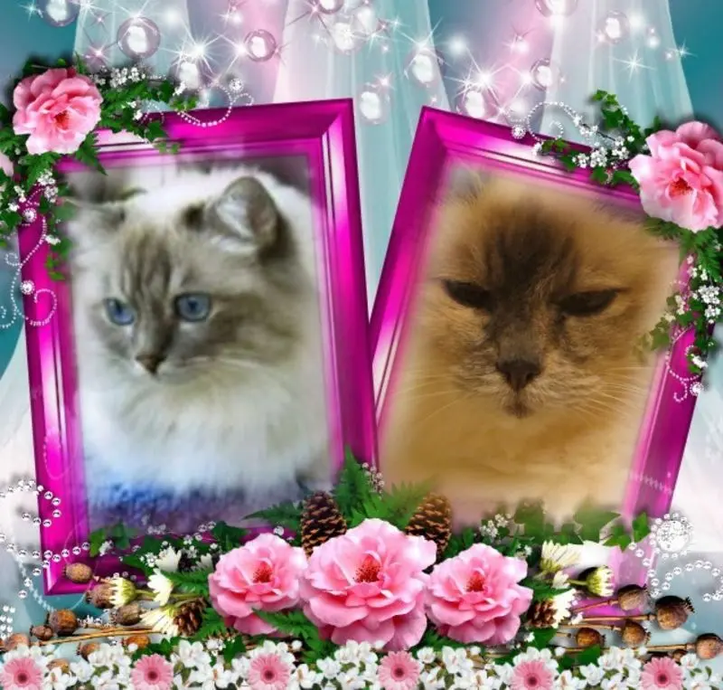 Condolence image of Uschi mit Seelenkatzen Jojo und Merlin