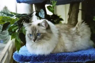 Condolence image of Uschi mit Seelenkatzen Jojo und Merlin