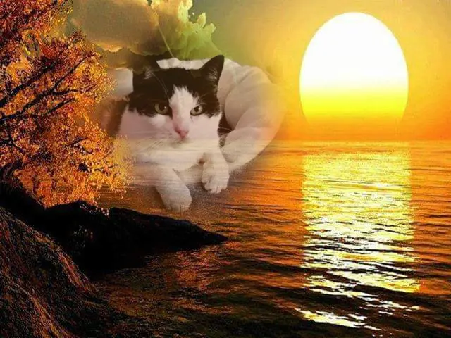 Condolence image of ❤️❤️❤️