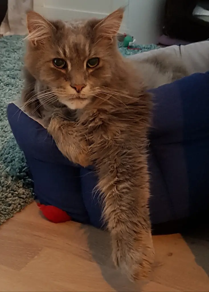 Condolence image of Brigitta mit Sam † 13.6.19