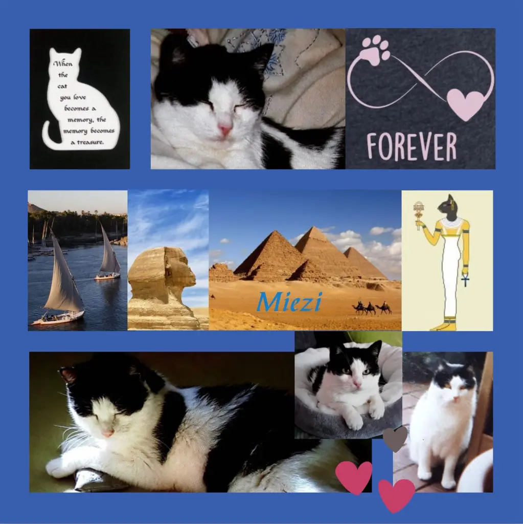 Condolence image of Sternchengeburtstagsrosen für Miezi